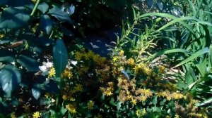 Розы чайно- гибридные для выращивания в  Сибири. Сорта.
