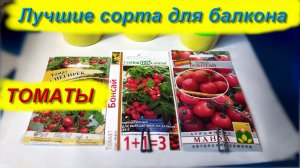 Лучшие томаты для подоконника и балкона - проверка семян