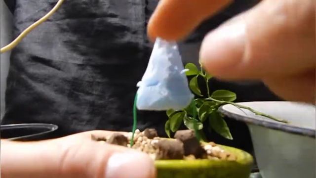 Стиль "неагари". Два способа получить красивое неагари для своих бонсай. смотреть онлайн