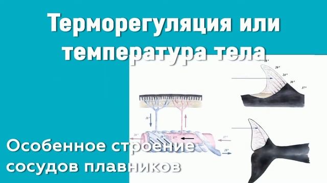 Китообразные. Урок 2. смотреть онлайн