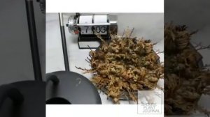 В пустынях Ближнего Востока есть загадочный цветок - иерихонская роза