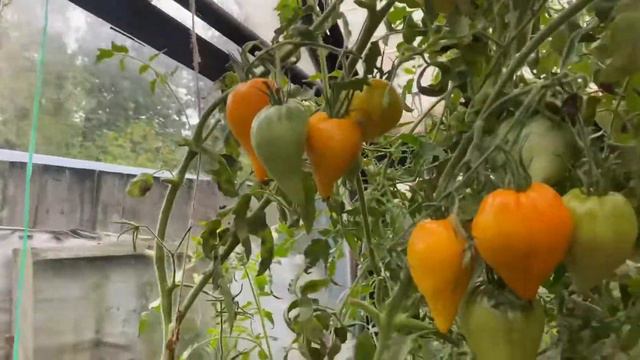 Два сорта разных,а отличия ни какого-Заилинский Алатау и Сердце Любы смотреть онлайн