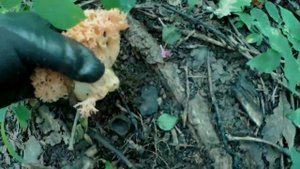 Грибы юга Приморского края. Сентябрь.