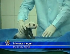Как выглядят панды в месяц от роду