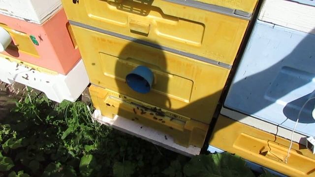 обработка пчел в июне от клеща Варроа пихтовым маслом в 12 рамочном Дадане ( обновление 10.06.2022 )