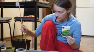 Самый простой способ вырастить руколу и салат в домашних условиях