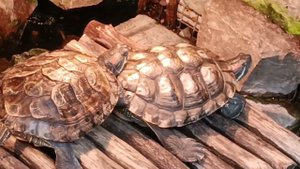 turtles, in the pool, черепашки в бассейне