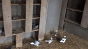 Питомник на 3000 голубей (3 часть). Живой дом