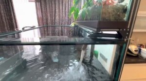 Запуск аквариума на 2 тонны + передержка