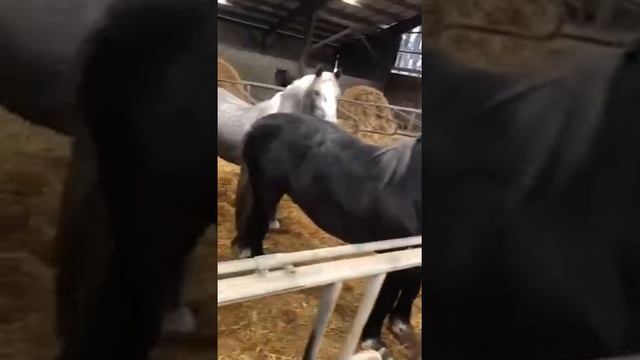 першерон +998911653700 смотреть онлайн