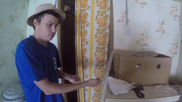 Породистый домашний белый голубь.