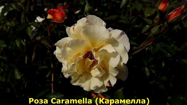 Розы Кордес - замечательные, стойкие, здоровые и не капризные сорта! смотреть онлайн