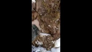 Медведь напал на людей???