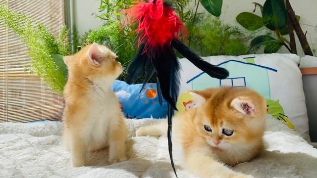?КОРОЛЕВСКИЕ?КОТЯТА?ЗОЛОТАЯ ШИНШИЛЛА?GOLDEN KITTENS?GERMANY???