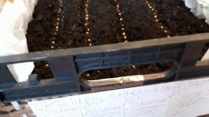 🌱🌶О РАССАДЕ! ✔СКОЛЬКО НАДО ЗЕМЛИ ДЛЯ ПЕРЦА СЛАДКОГО.✔ПОСЕВ НА ПРОДАЖУ РАССАДЫ ПОД ЗАКАЗ!/✔СОВЕТ!