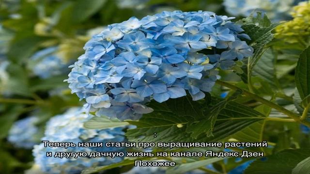 Как вырастить гортензию из семян: посев в открытый грунт и на рассаду