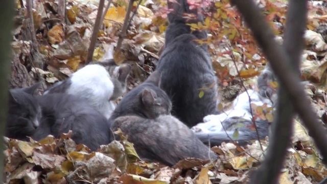 бездомные котята которые со временем погибли и пропали