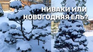 Ель Глаука Глобоза (Glauca Globosa)