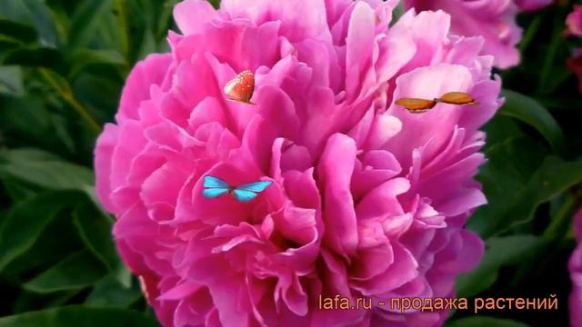 Пион травянистый Феликс Крусс (paeonia) ? Феликс Крусс обзор: как сажать, рассада пиона Феликс Крус смотреть онлайн