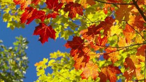 В бабье лето. песня 2