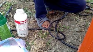 Гербицид от травы (как усилить Ураган)