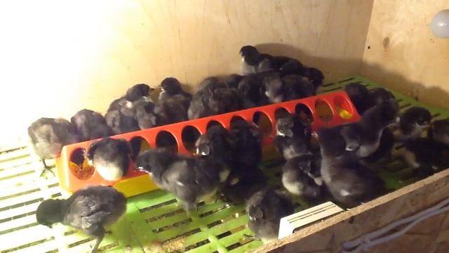 (Часть 1) Цыплятам Австралорпа 7 суток. смотреть онлайн