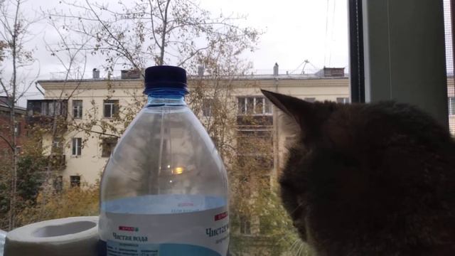 Кошка "разговаривает с птицами... смотреть онлайн