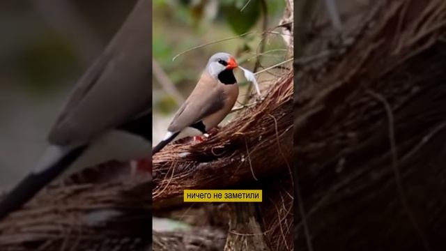 Якутский охотник ради птиц подменил автомобиль где они свили гнездо