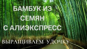 Бамбук из семян. Как вырастить удочку