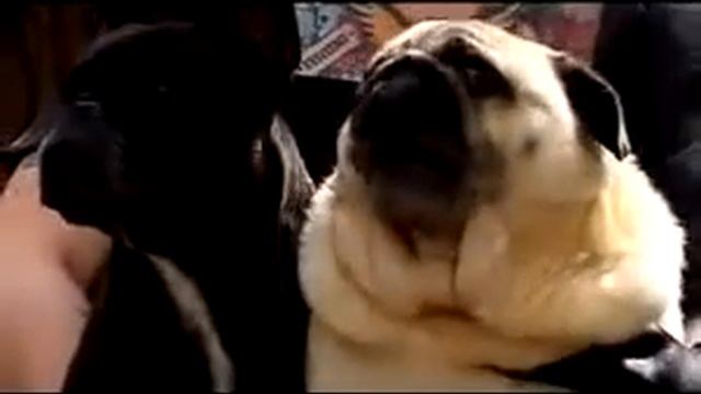 Собака вызывает Бэтмена смотреть онлайн