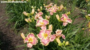 Цветение сортового лилейника ROSE SENSATION в саду www.jardindelux.ru