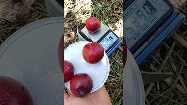 гибрид слива,нектирин,абрикос - Шарафуга. смотреть онлайн