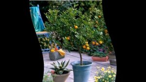 Каламондин уход.цитрофортунелла уход