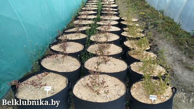 Торф, грунт, субстрат. Клубника, голубика, саженцы. Belklubnika.by смотреть онлайн