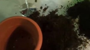 Как посадить пальму?