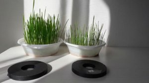 Живая и мёртвая вода своими руками