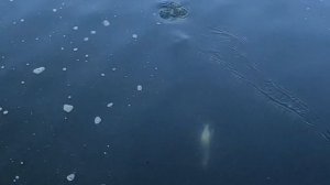 Рыбалка река Чарыш