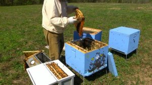 Варваровское весеннее расширение улья № 12. Пчеловодство. Нефтекамск.