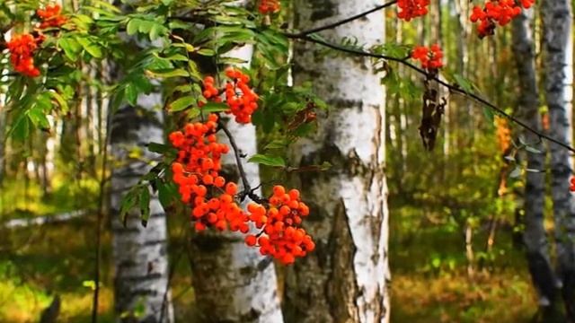 Рябиновые бусы! смотреть онлайн