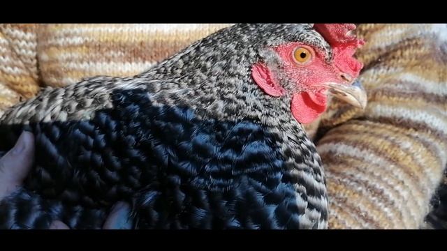 Курочка Ряба. Сказка.