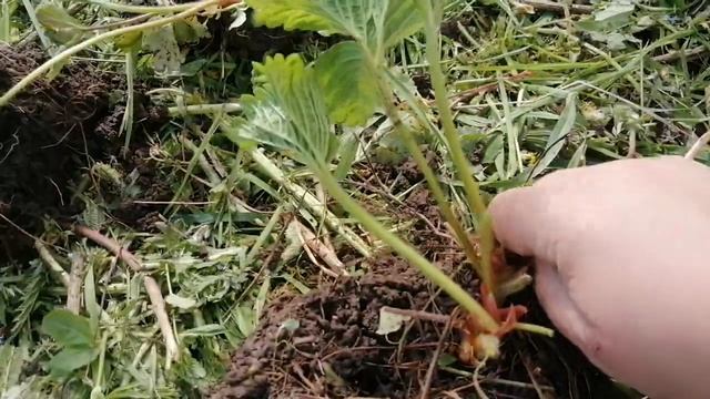 Обновление Клубники "Старым Фондом" // Май 2022 г // С.Х.У смотреть онлайн