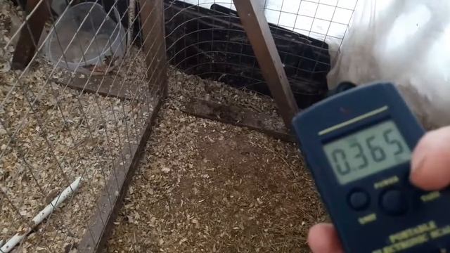 Мускусные утки.Вес утят в 60 дней. смотреть онлайн