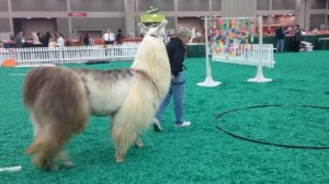 Llama on the Obstacle Course at NAILE | Doris Schlemmer Makes It Look Easy