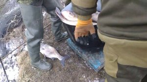 Вылов толстолобика. Ростов на Дону