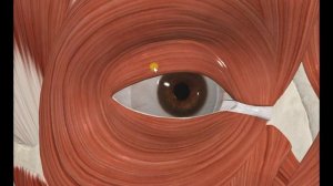 Круговая мышца глаза (m. orbicularis oculi) 3D Анатомия