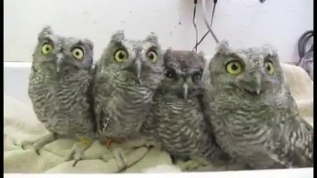 Милые детеныши совы смотреть онлайн