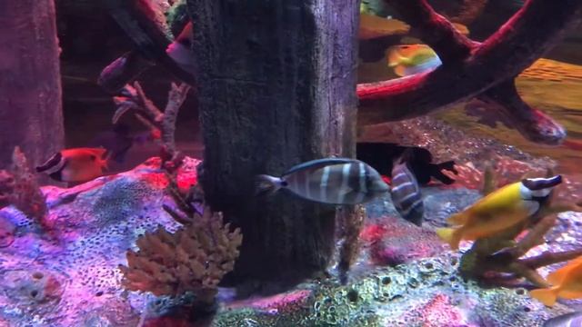 Hellohabesha.com - Colorful and Beautiful Fishess More at http://hellohabesha.com смотреть онлайн