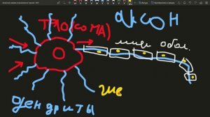 НЕЙРОН НЕРВНАЯ КЛЕТКА анатомия строение функция ЕГЭ