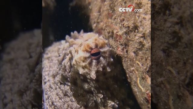 Осьминог – мастер маскировки смотреть онлайн