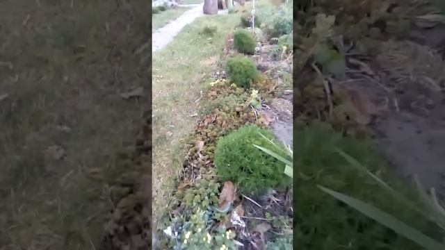 Черенкование сантолины в октябре! Мой подарок саду!!! смотреть онлайн